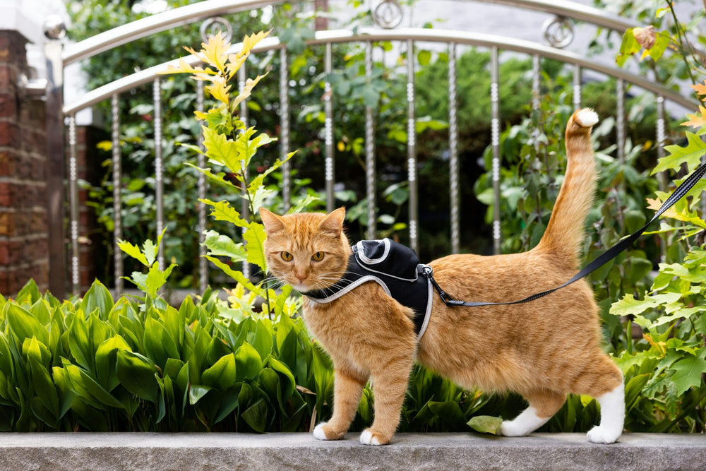 La mochila para gatos: bolsillo decorativo en el chaleco añade estilo durante las excursiones.