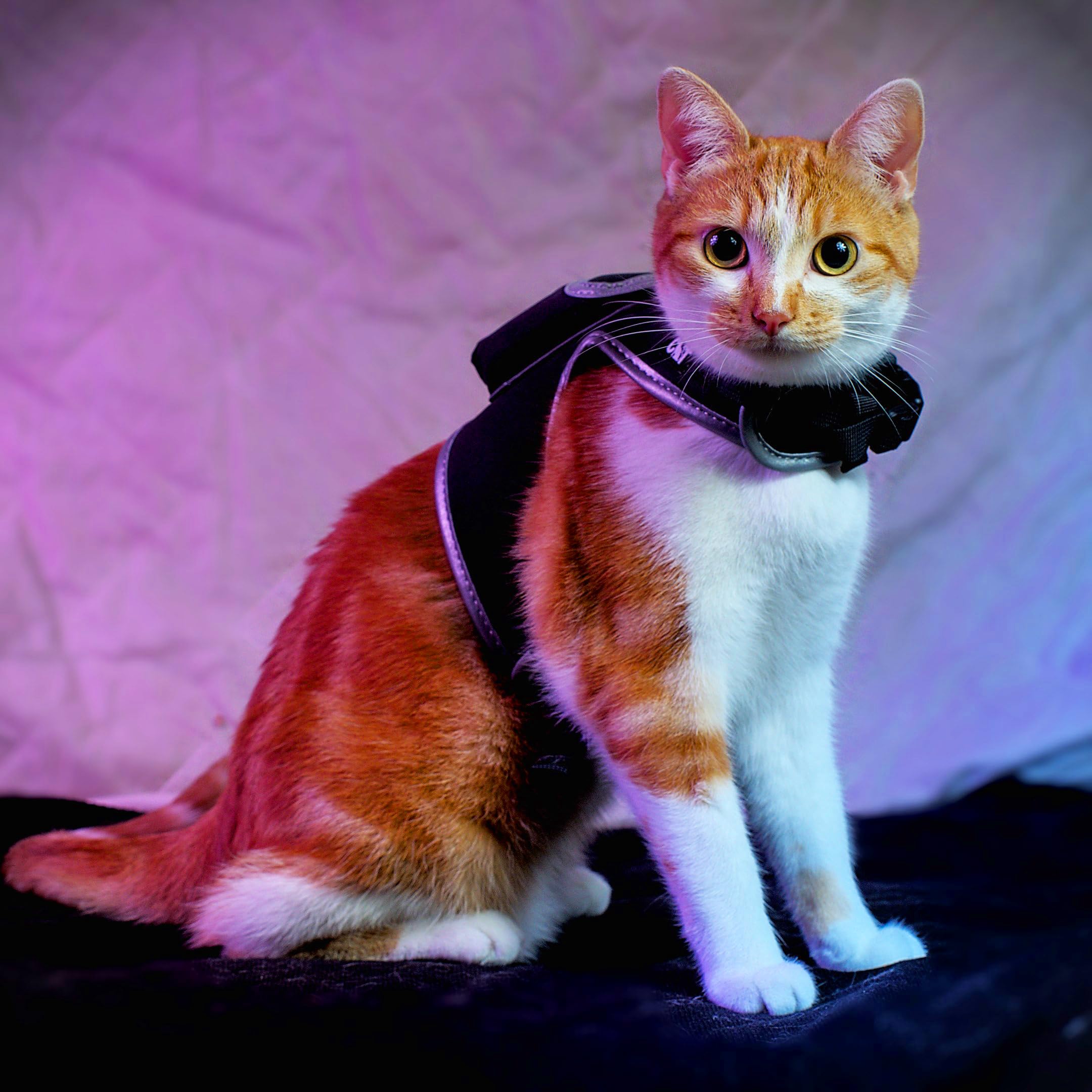 La mochila para gatos: conjunto arnés y correa para paseos al aire libre seguros y controlados.