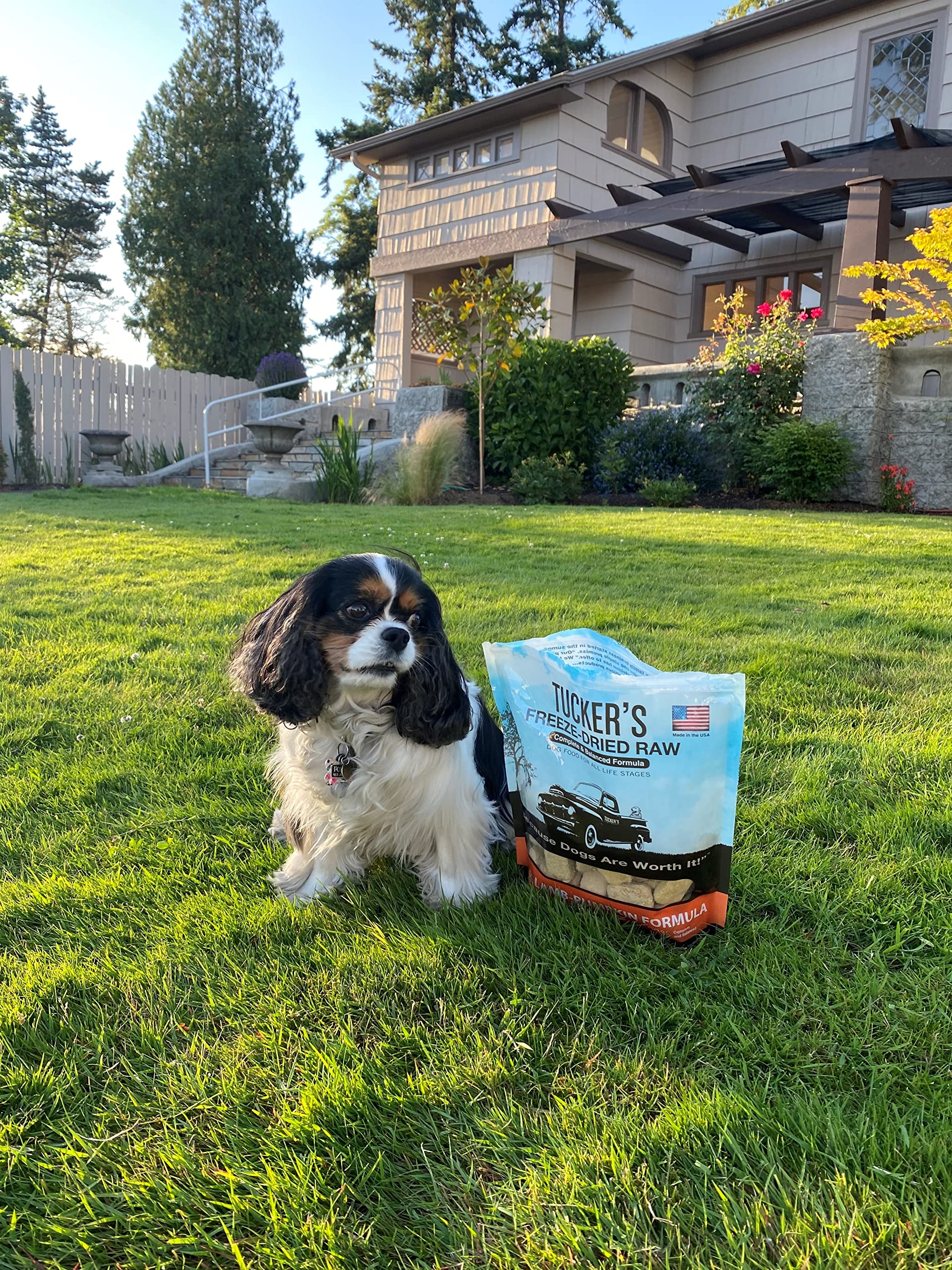 Tucker's desecado crudo para perros; mascota disfrutando de una comida sabrosa.