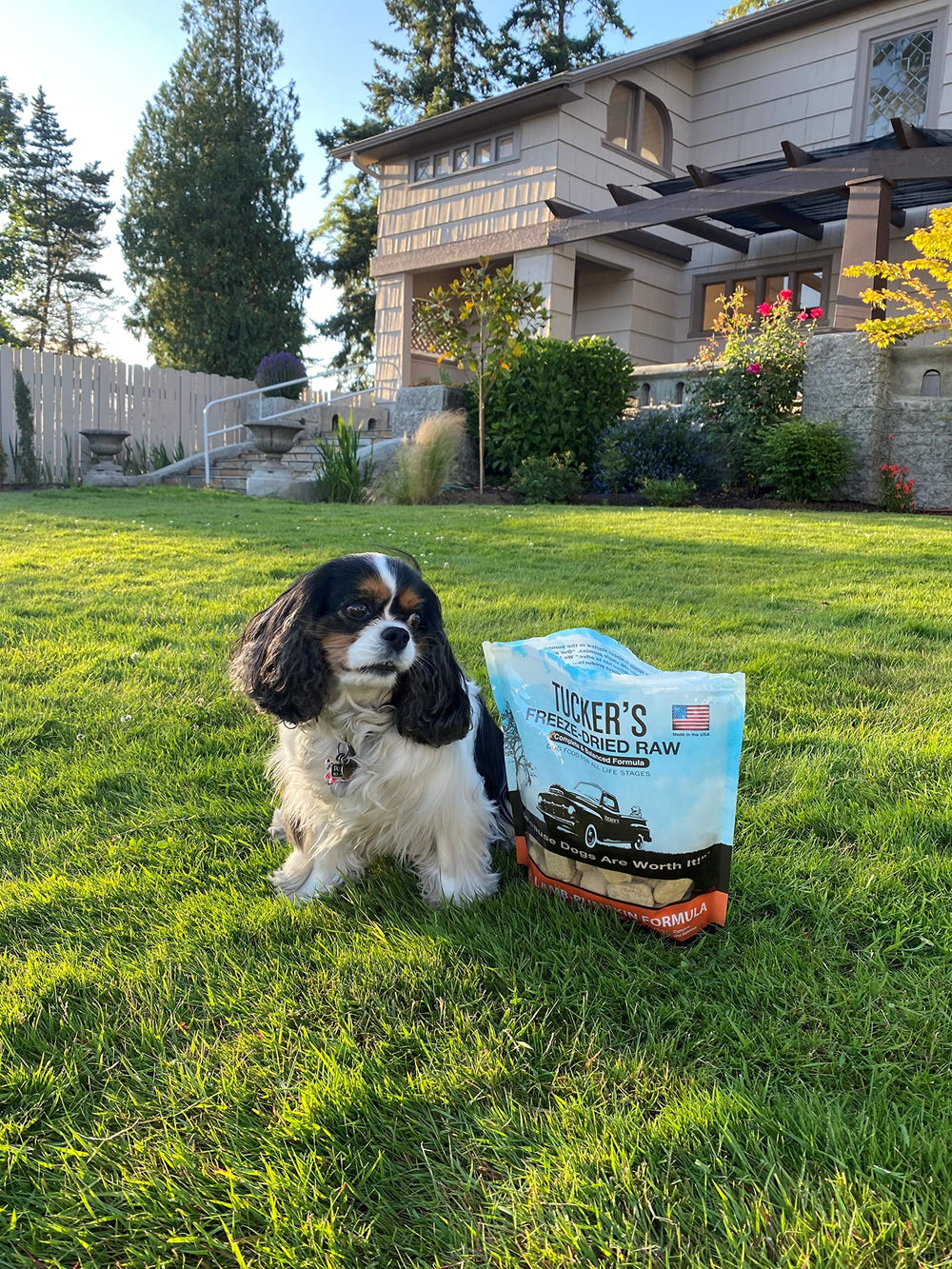Tucker's desecado crudo para perros; mascota disfrutando de una comida sabrosa.