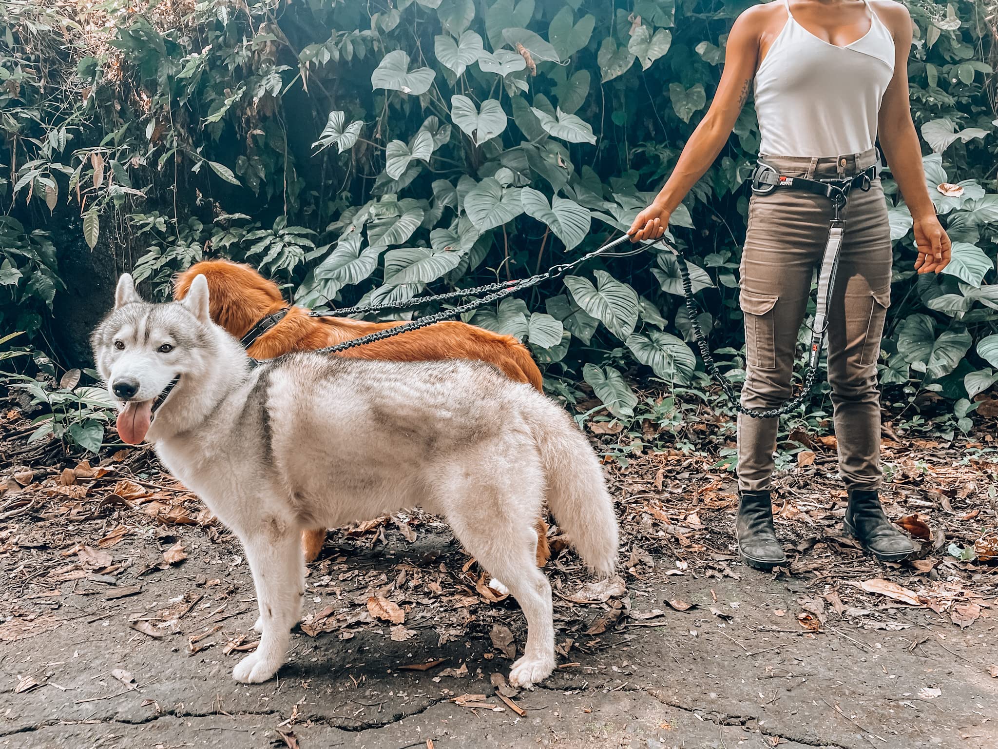 Ideal para paseos nocturnos, manteniendo al perro visible y seguro.