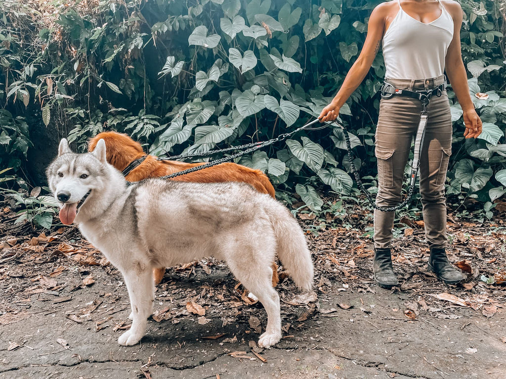 Ideal para paseos nocturnos, manteniendo al perro visible y seguro.