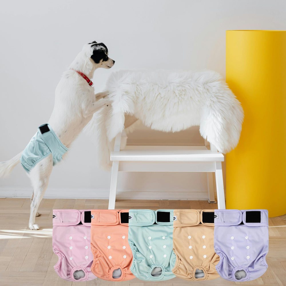 Tuiskusa paquete de 5 pañales para perros femeninos: listo para cualquier eventualidad