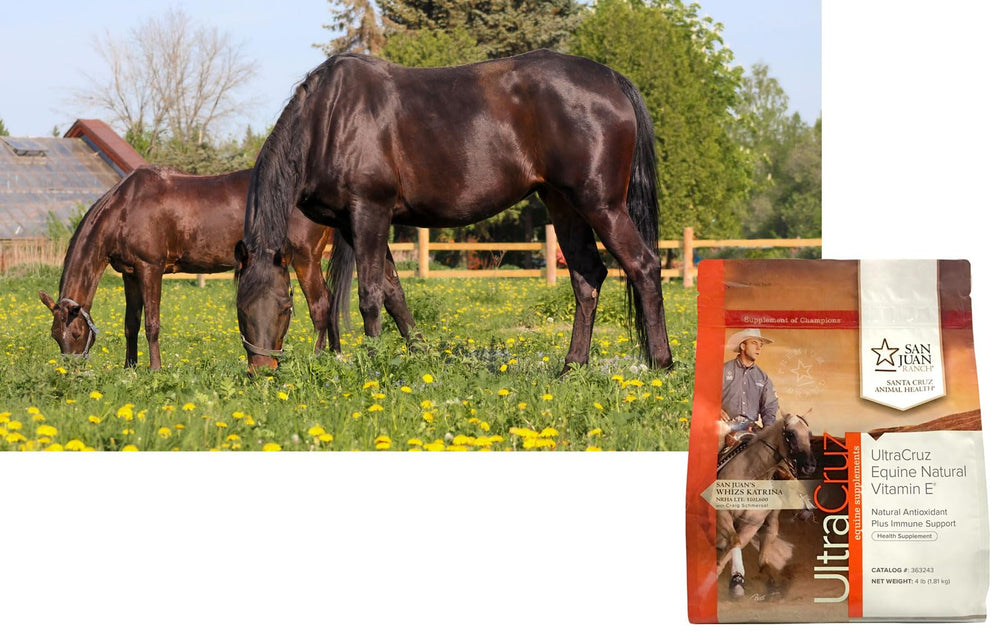 UltraCruz Equine Vitamin E polvo de textura fina para mezclar con alimento.