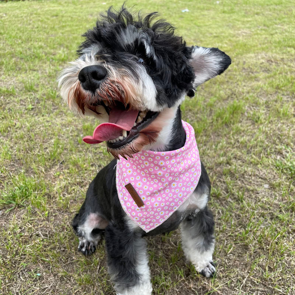 Bandana UP URARA PUP rosa daisy para sesiones de fotos y celebraciones