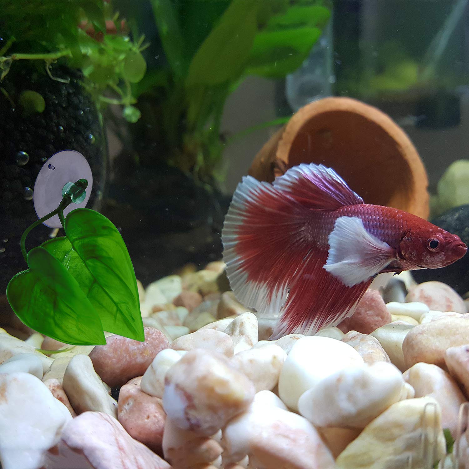 URATOT pack 4 hojas betta, ahorro y variedad.