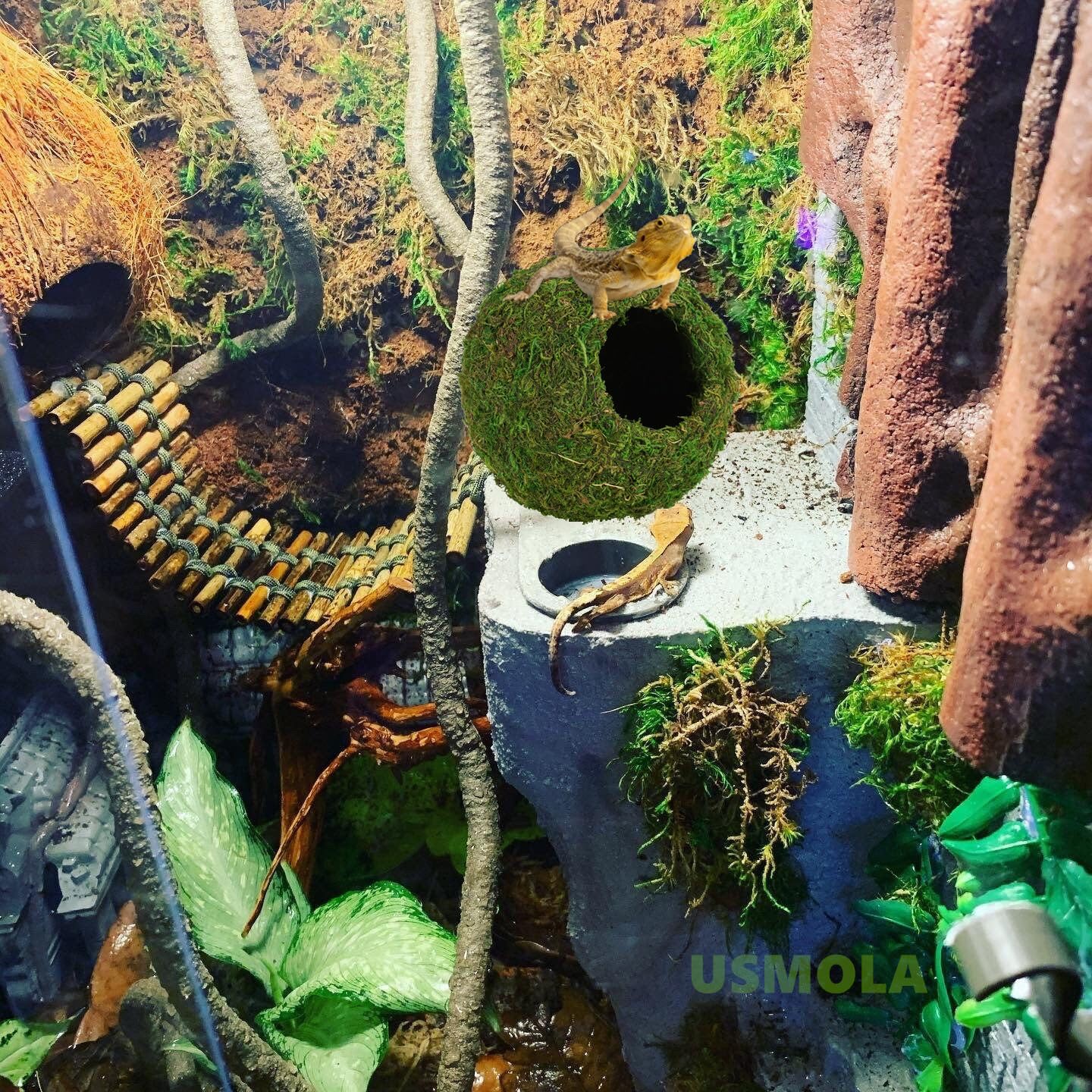 USMOLA enrichissement du terrarium avec cachettes naturelles.