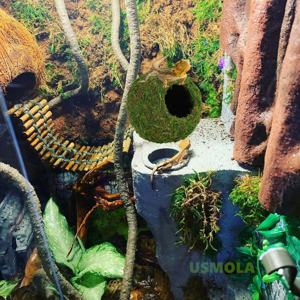 USMOLA enrichissement du terrarium avec cachettes naturelles.