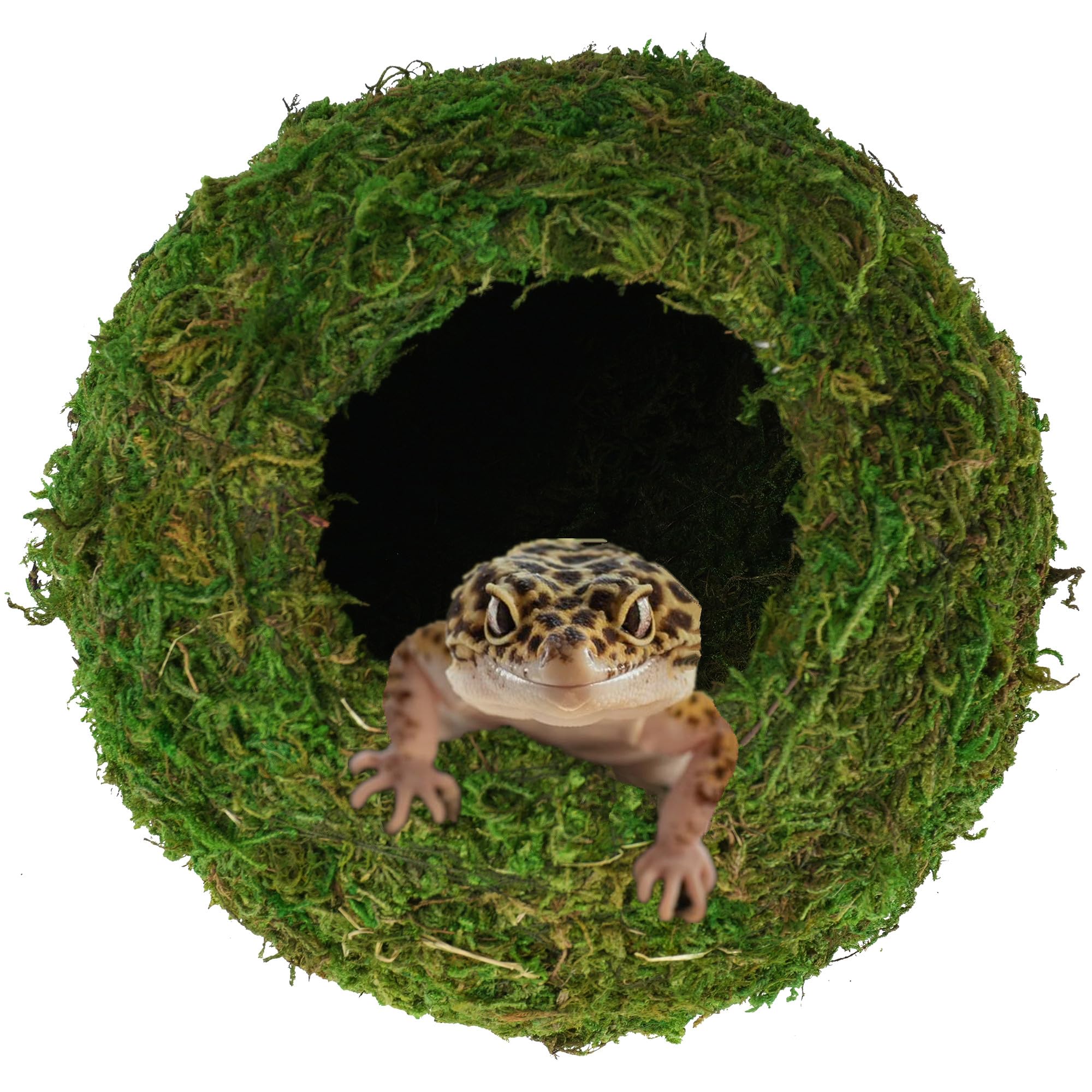 USMOLA grotte mousse naturelle dans le terrarium, habitat discret et confortable.