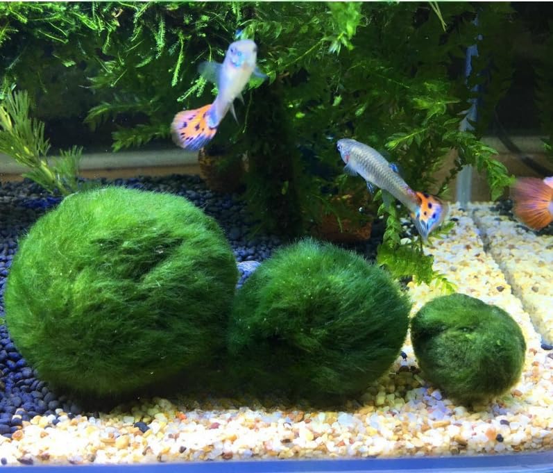 USRUTIUD adornos vivos para acuario, fáciles de mantener para novatos