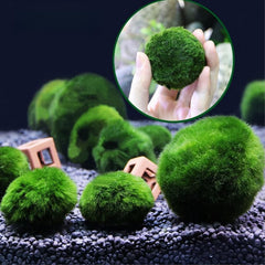 USRUTIUD bolas de algas verdes para acuario, ideal para crear puntos focales entre plantas