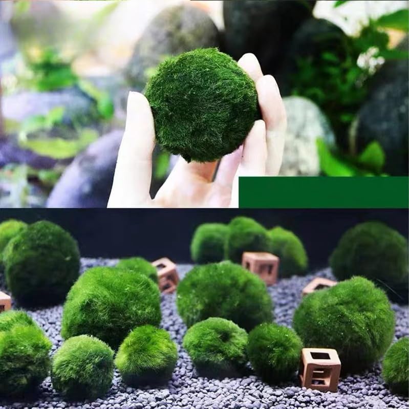USRUTIUD ecosistema de algas verdes que ayuda a oxigenar el agua