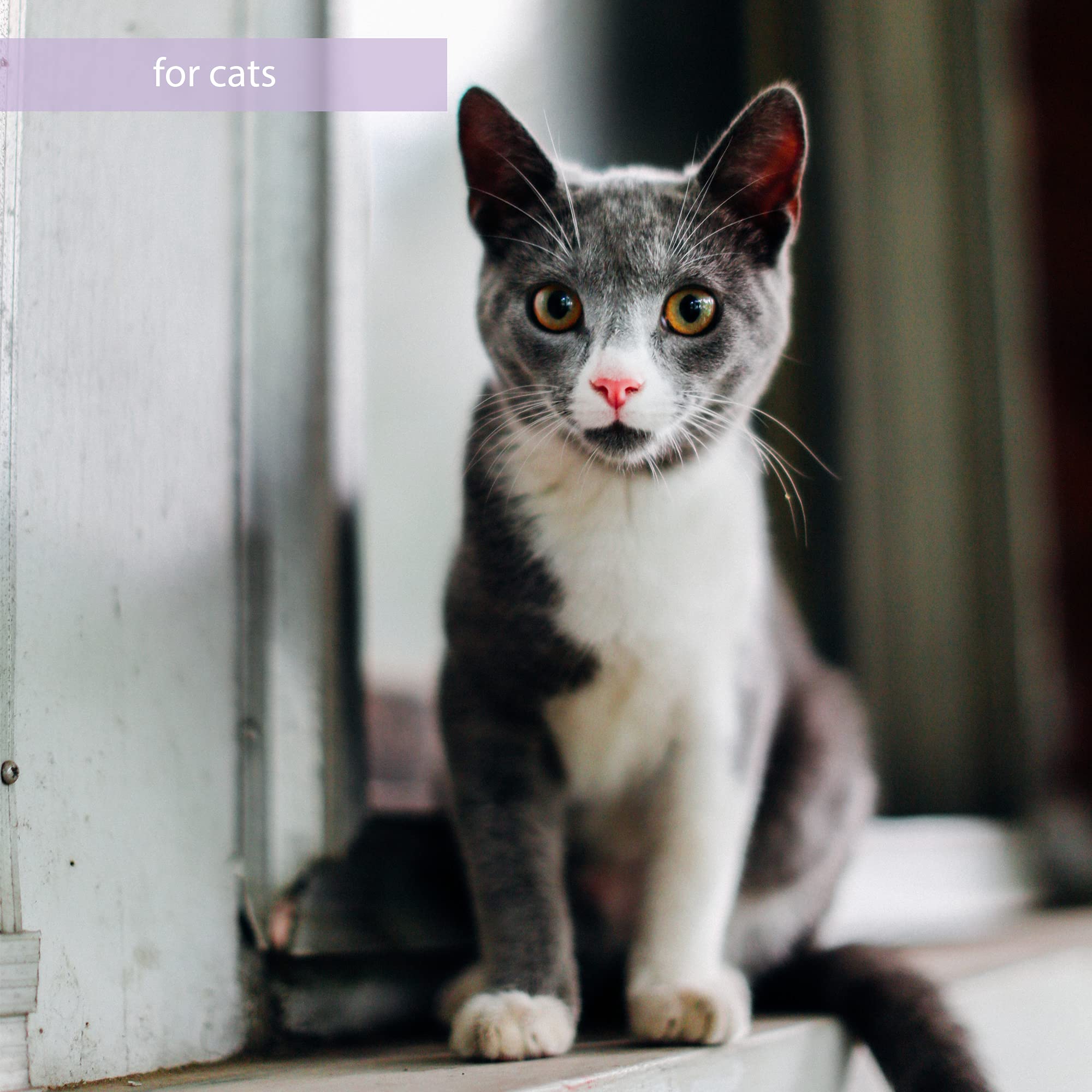 Synacore Feline de Van Beek, dosis diaria para bienestar general