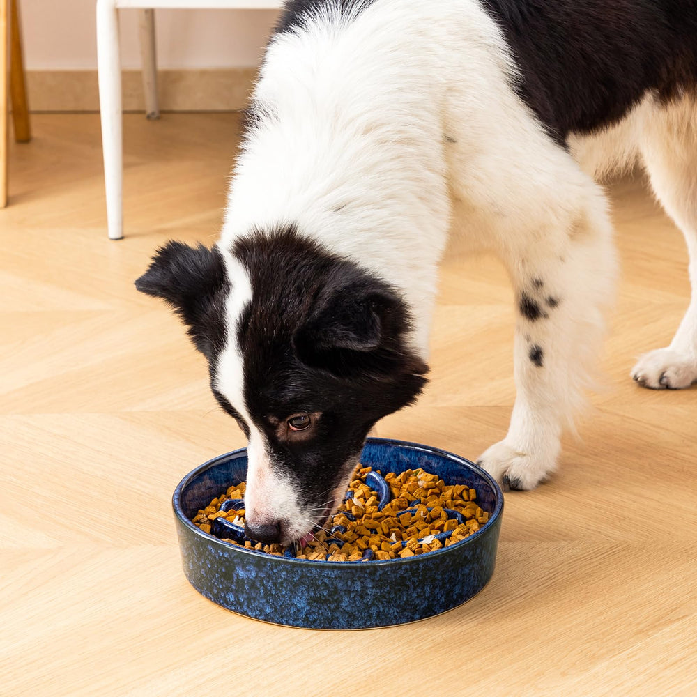 escena de uso: perro comiendo del tazón vancasso azul