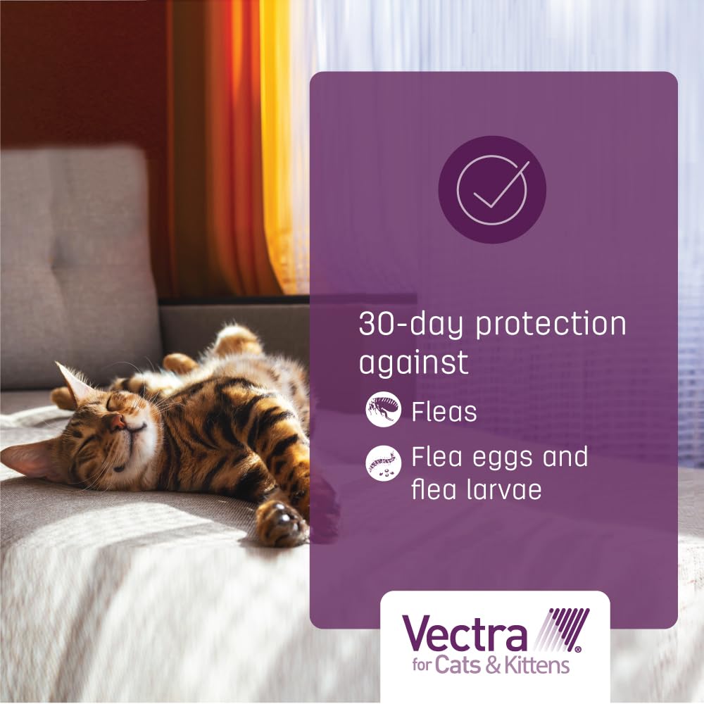 Vectra para gatos, dosis única para manejo mensual sencillo.