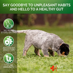 Vet Promise No Poo Chews, ingredientes naturales en primer plano, sin azúcar añadida.