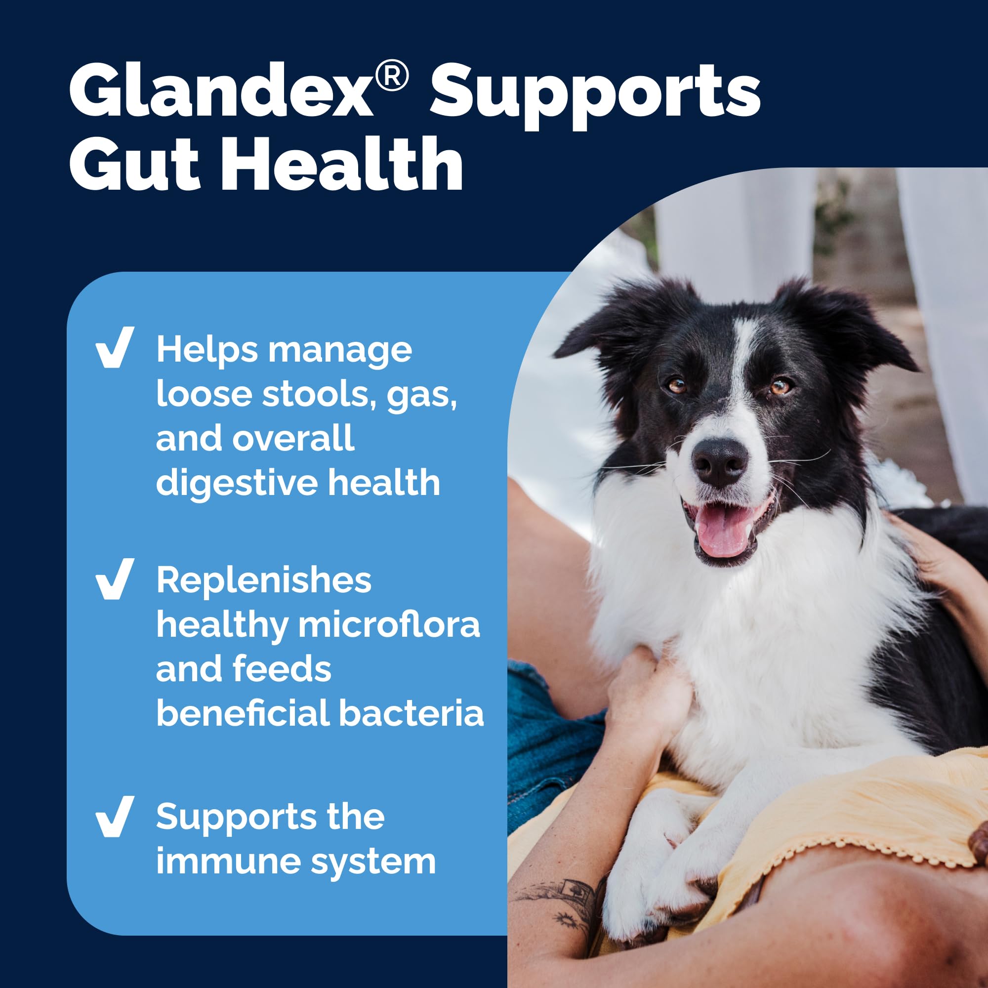 Glandex Vetnique con fibra y probióticos para perros, salud intestinal.