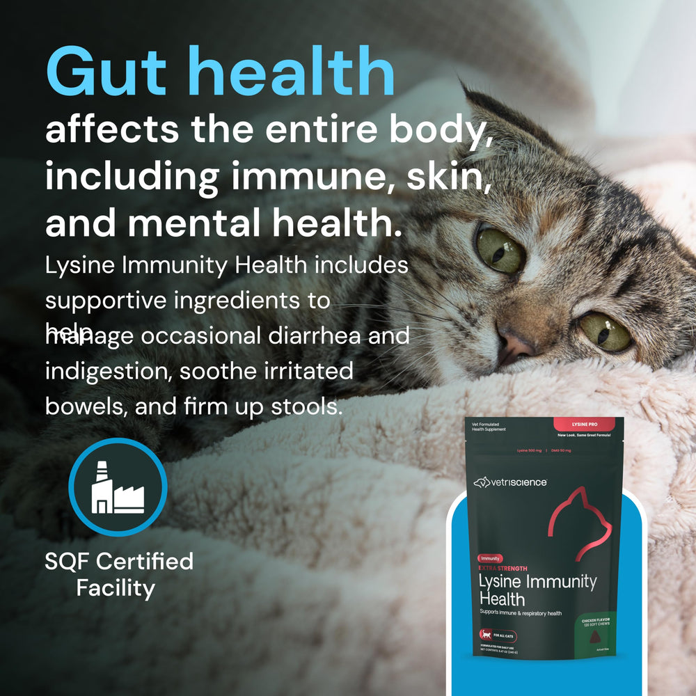 VetriScience apoyo inmunitario para gatos en el hogar