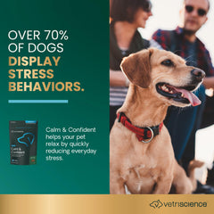 VETRISCIENCE Calm & Confident perro relajado en su cama.