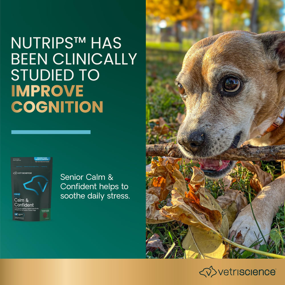 VETRISCIENCE Senior Calm & Confident, textura suave, facilita la masticación en perros mayores.