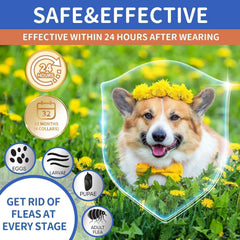 Collar VICSOM resistente al agua para perros durante caminatas.