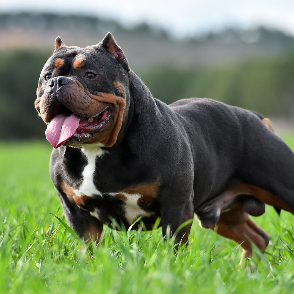 VICTOR Bully Fuel: omega 3 y 6 para piel y pelaje saludables