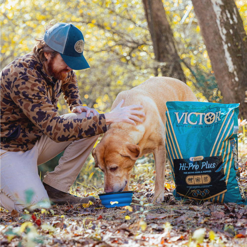 VICTOR Hi-Pro Plus perro activo comiendo, apoyo a energía para mascotas dinámicas.