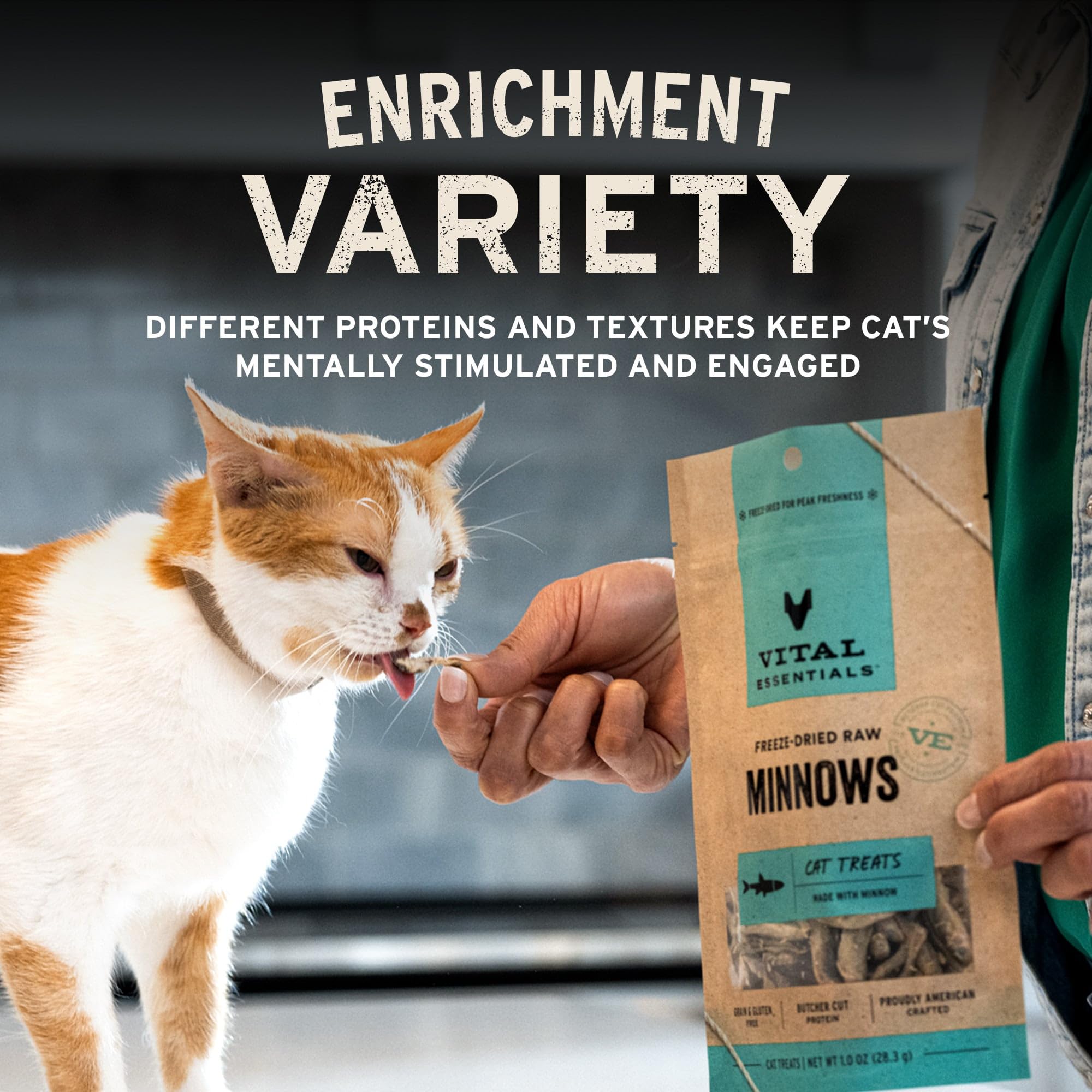 Gato disfruta del premio de pollo liofilizado