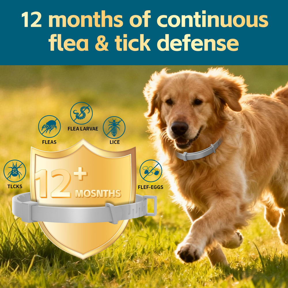 VivaElixir collar con ajuste cómodo para perros activos