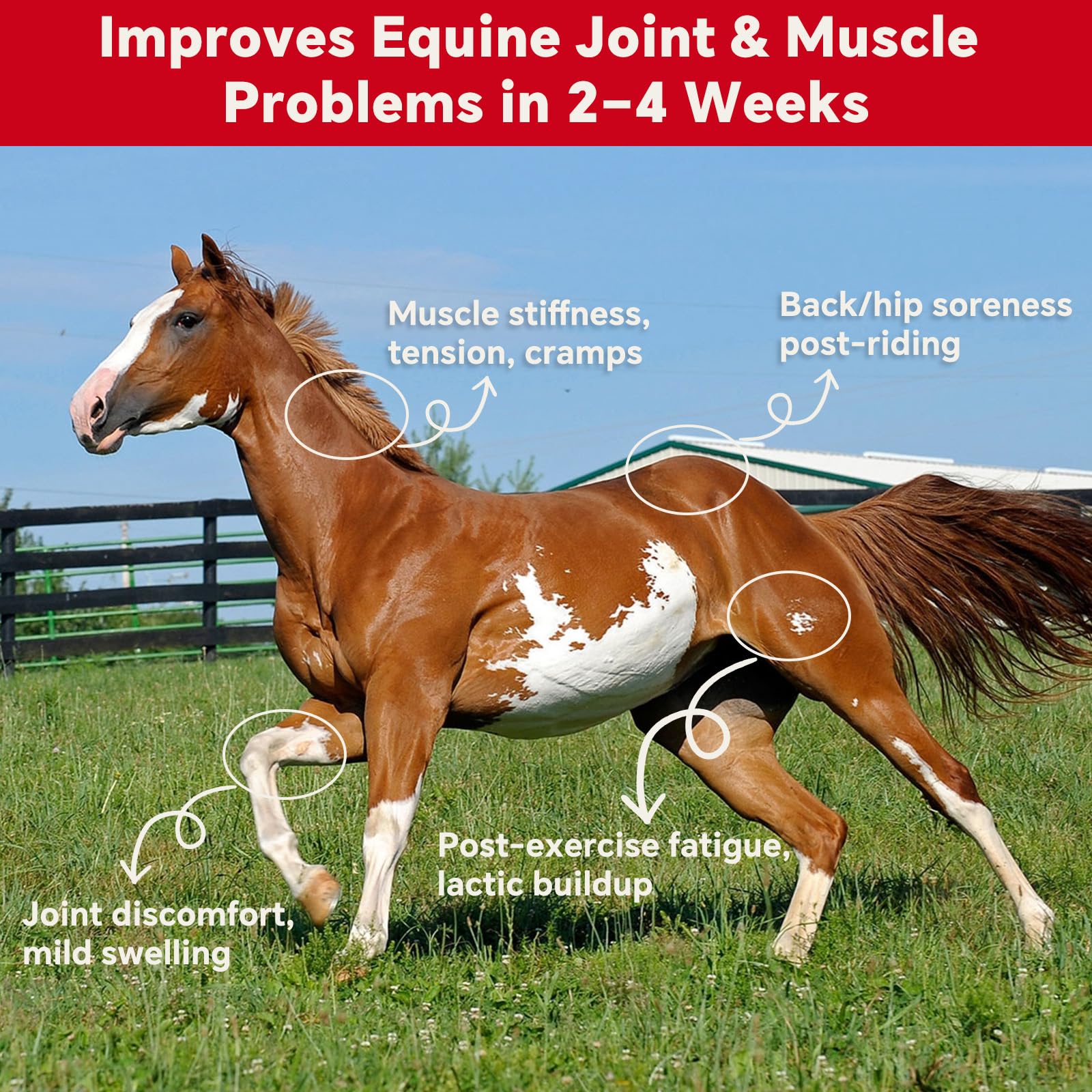 Caballo post-entrenamiento con VivaElixir para relajación muscular.