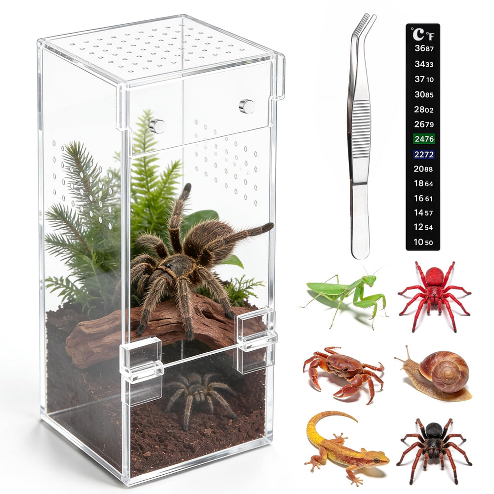 Vodolo jaula para araña saltadora con visión 360 para observación detallada