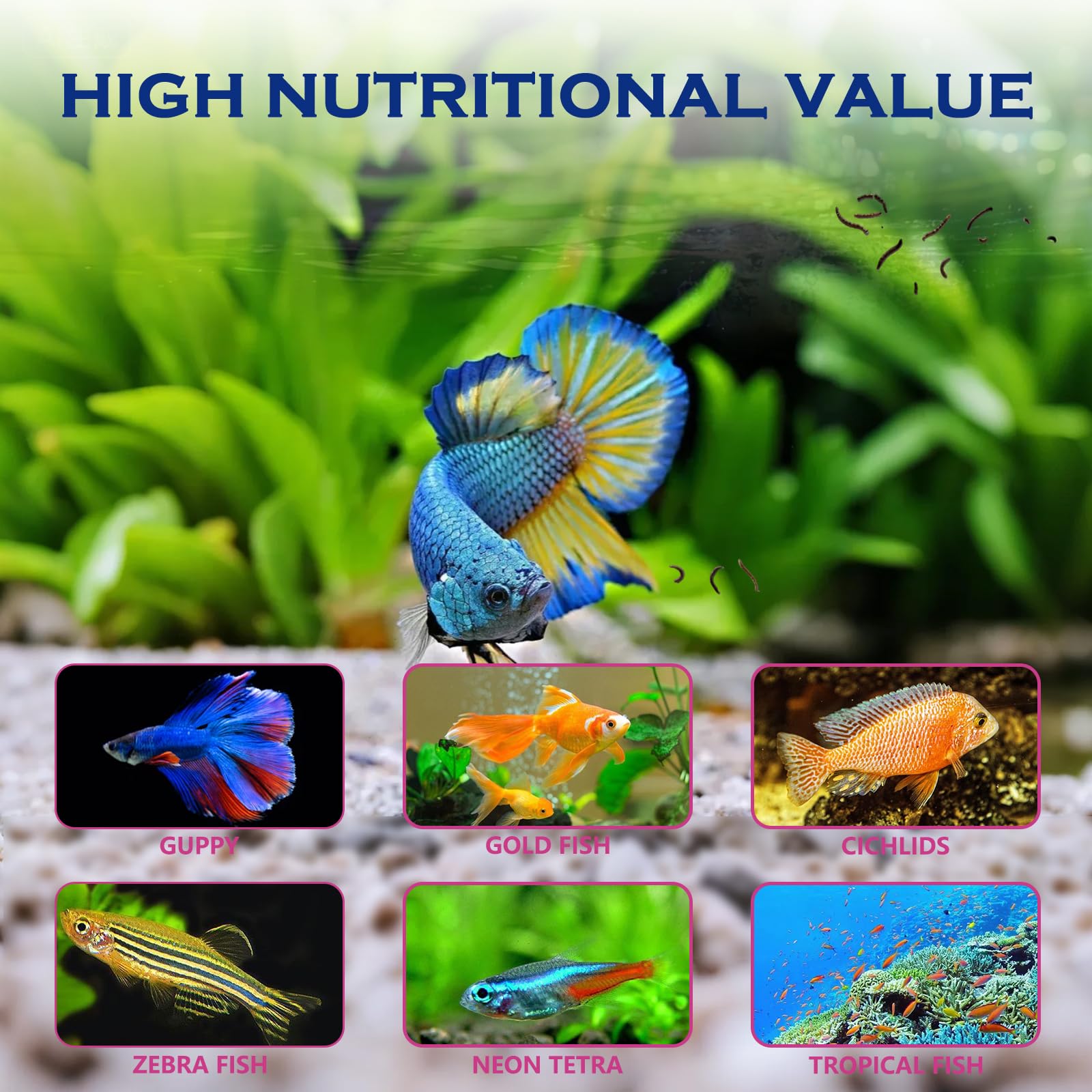 Vorenzyme peces en agua clara tras la alimentación.