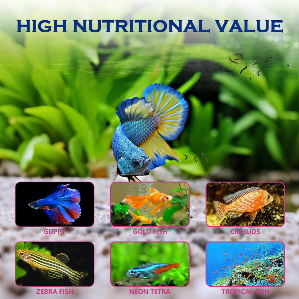 Vorenzyme peces en agua clara tras la alimentación.