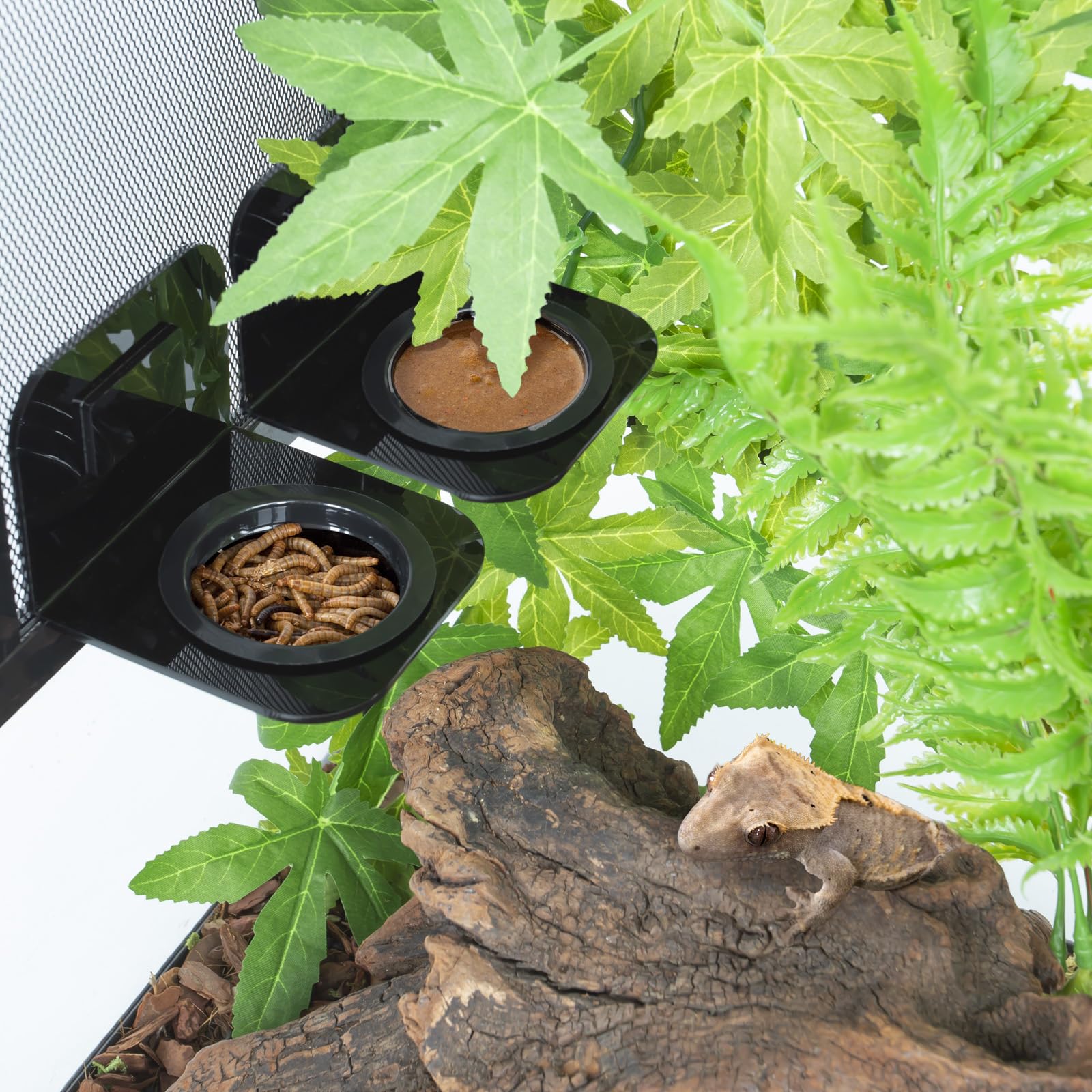 Tazas de alimentación para reptiles WACOOL, seis piezas lavables y reutilizables.