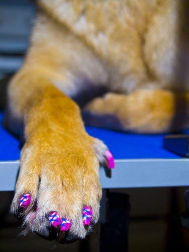 Pawdicure Warren London, secado rapido, conjunto de cuidado de mascotas