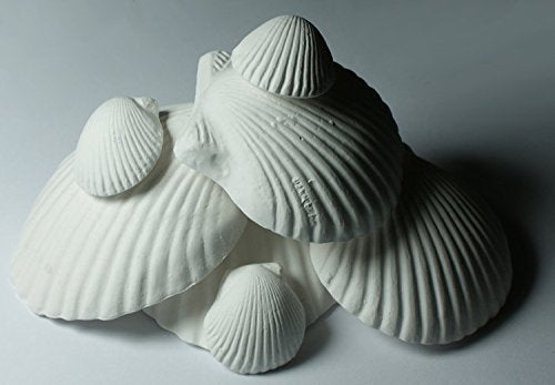 Weco Wonder Shell dos paquetes para decoración natural en el hogar