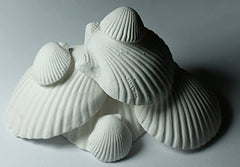 Weco Wonder Shell dos paquetes para decoración natural en el hogar