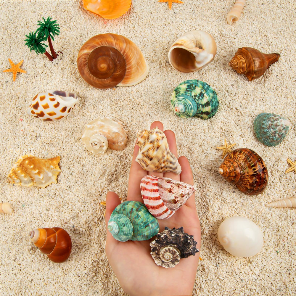 Conchas para proyectos DIY y decoración de acuario de temática marina