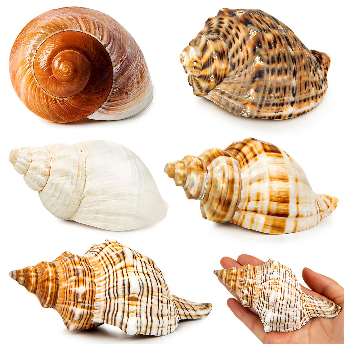 WeDoSoy conchas marinas grandes, paquete de 5, ideales para hábitat o decoración.