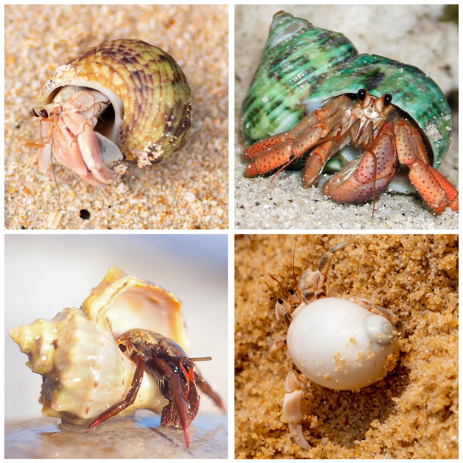 WeDoSoy conchas para acuario y decoración de playa estilo natural