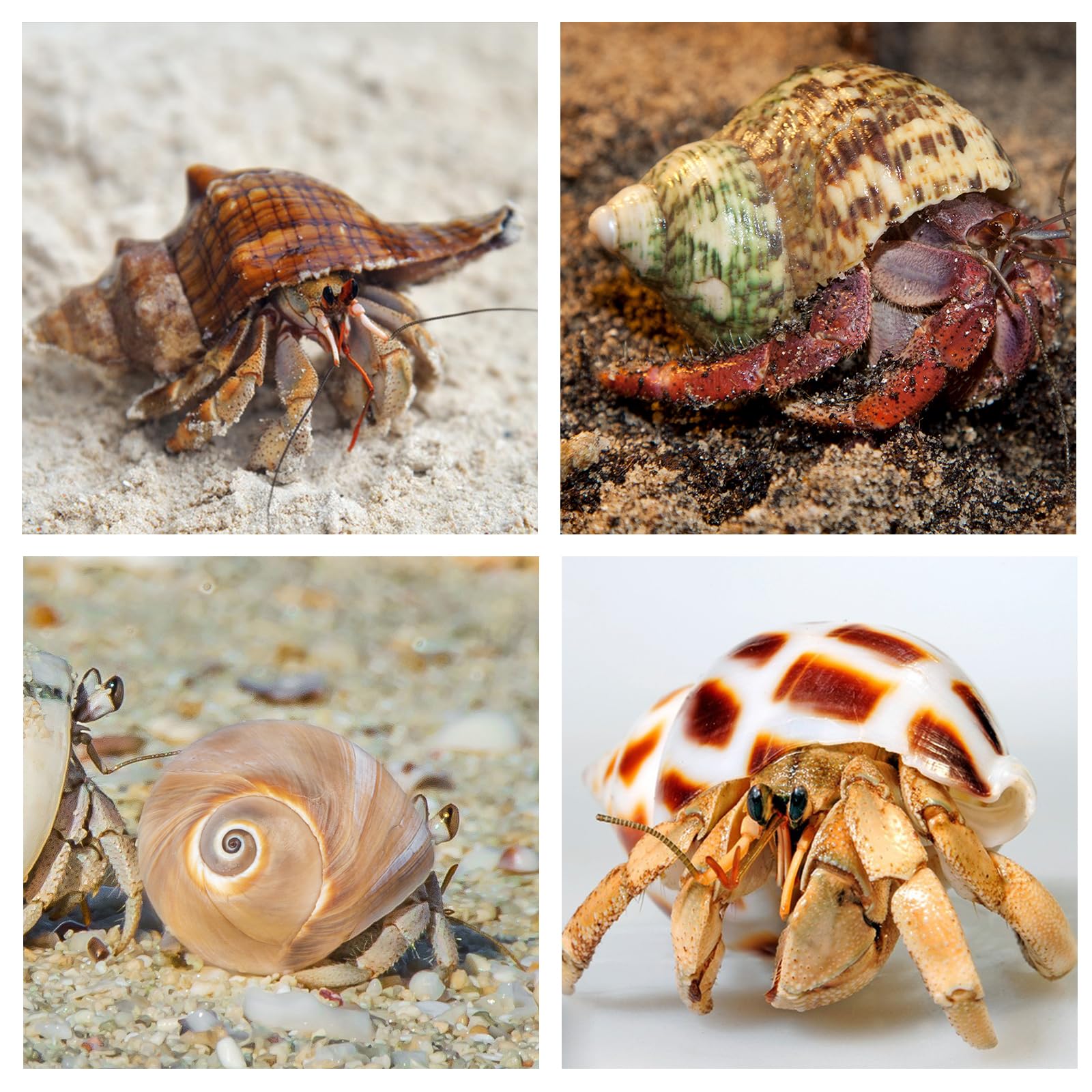 WeDoSoy conchas para decoración de acuario, toques marinos y naturales.