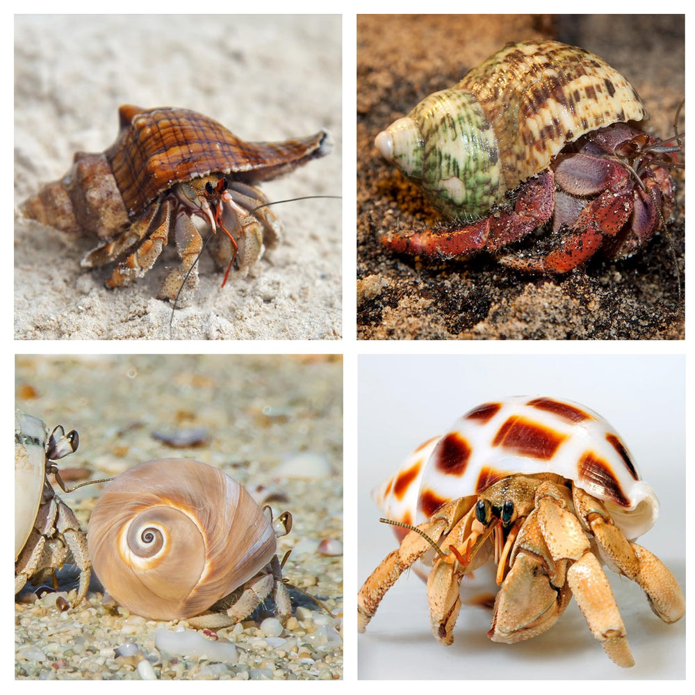 WeDoSoy conchas para decoración de acuario, toques marinos y naturales.