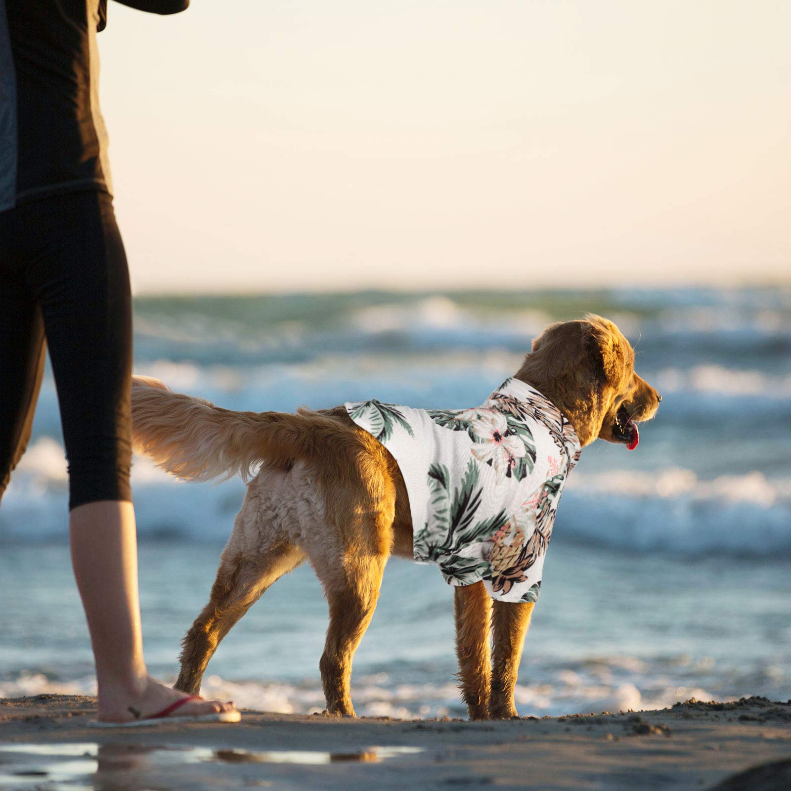 Weewooday estilo playa para perro, ideal en fotos y paseos