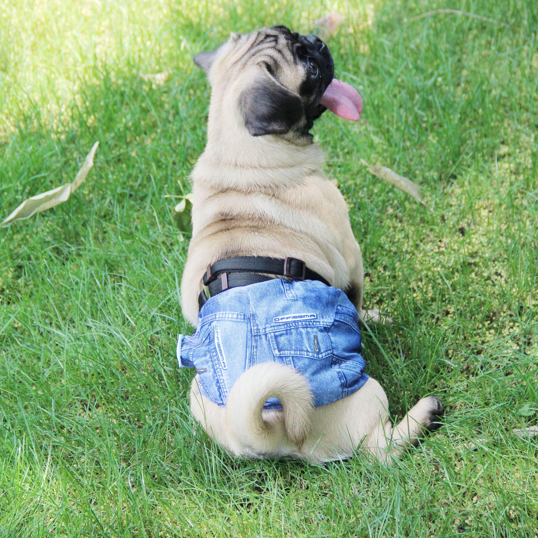 Presentación Wegreeco Jeans para perros en varios tamaños