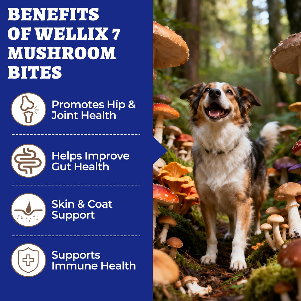 Wellix 260 Bites Mezcla de Hongos para Perros, cuidado digestivo.