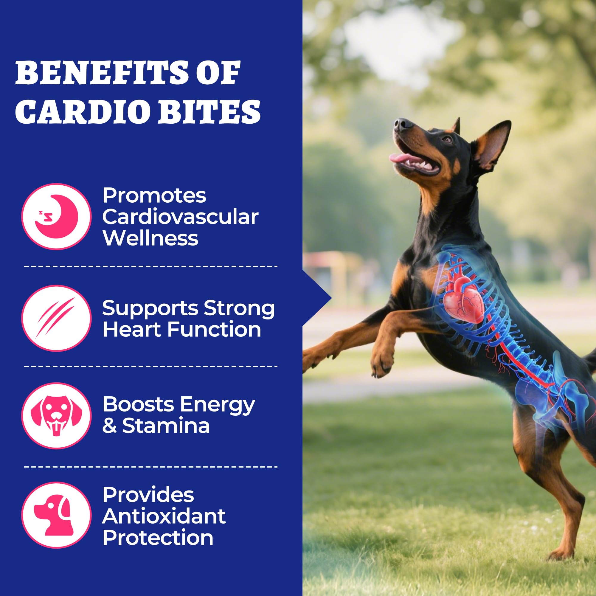 Wellix Cardio Bites corazon-salud, mejora la circulación en perros mayores.