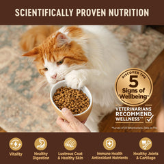 Gato comiendo Wellness Core, crocancia atractiva para la comida diaria.