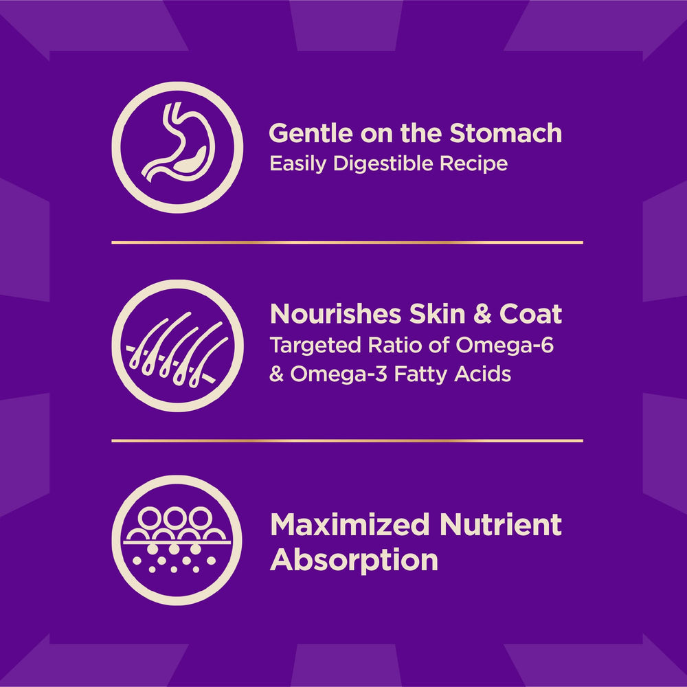 Wellness CORE+ perro comiendo en casa, hábitos de alimentación consistentes.