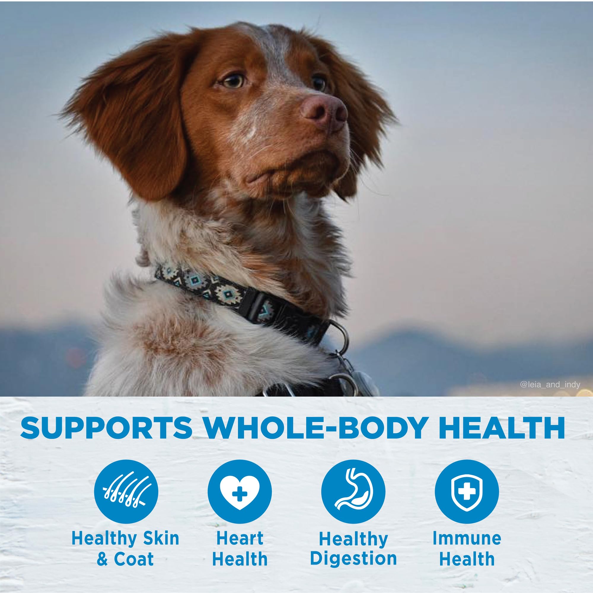 Wellness Simple dieta de ingredientes limitados, proteína única salmón para perros.