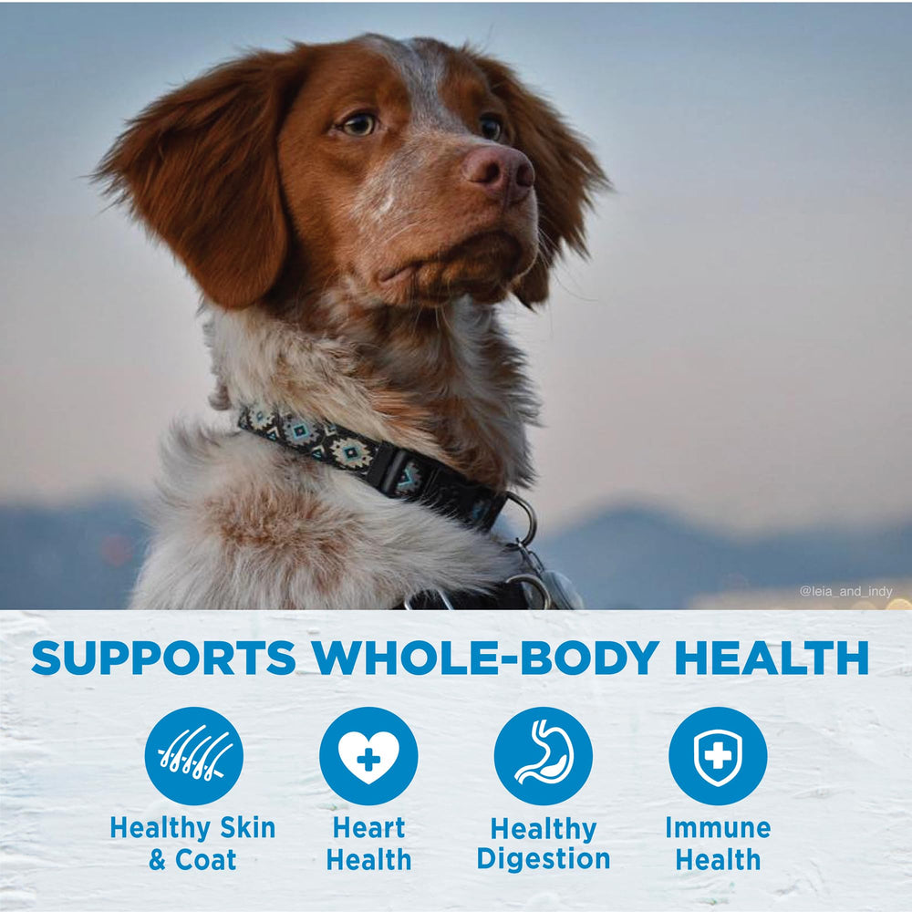 Wellness Simple tazón para perro pequeño, plato crujiente para la comida